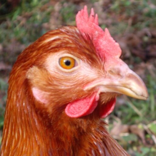 Eier vo zfridene Hüehner